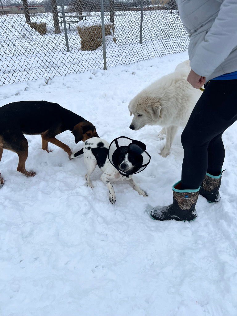 PENELOPE - Terrier available for adoption
