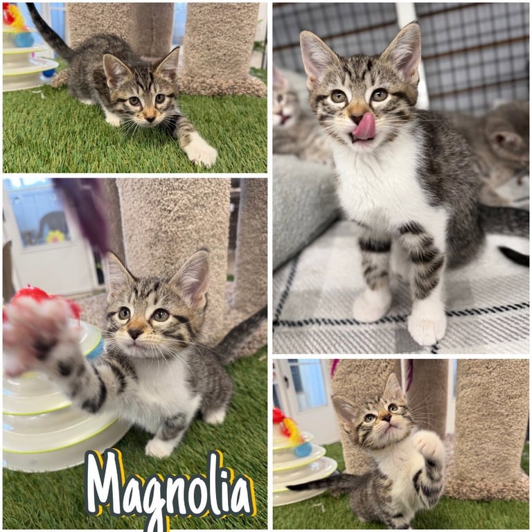 Magnolia Image