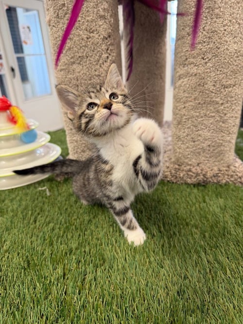 MAGNOLIA - Domestic Short Hair available for adoption