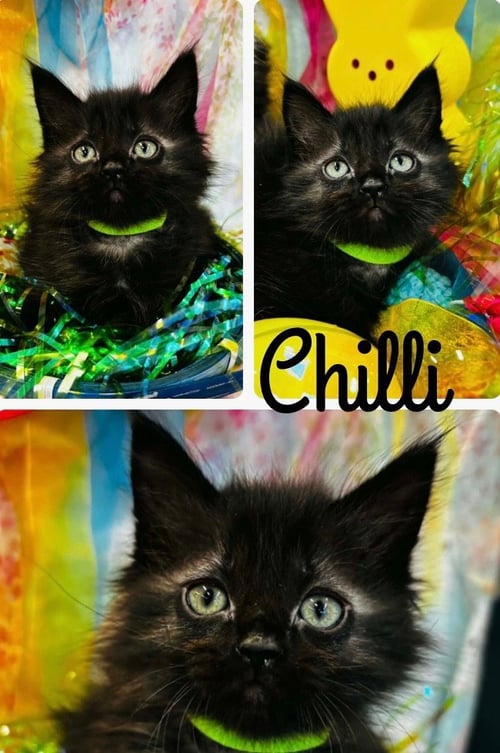 CHILI - Domestic Medium Hair available for adoption