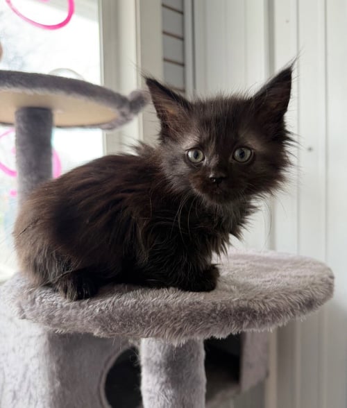 CHILI - Domestic Medium Hair available for adoption