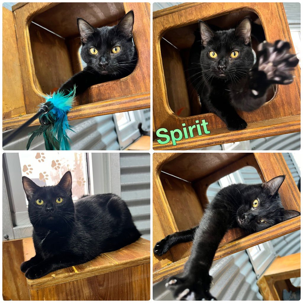 SPIRIT - SILO FEE WAIVED - Domestic Short Hair available for adoption