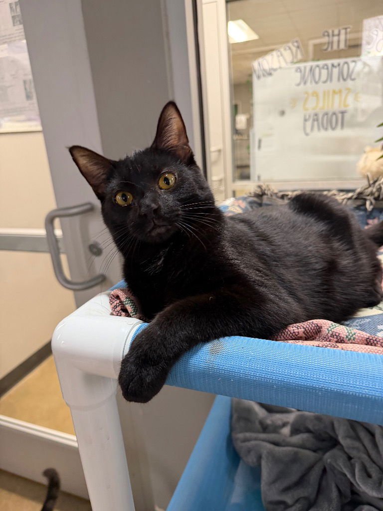 SPIRIT - SILO FEE WAIVED - Domestic Short Hair available for adoption