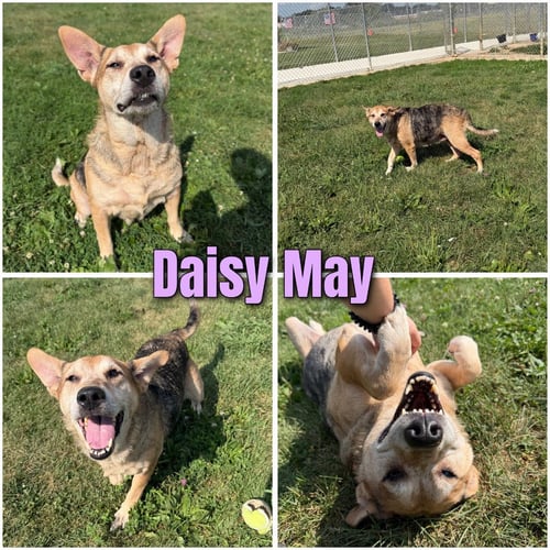 DAISY MAY - Australian Shepherd / Beagle available for adoption