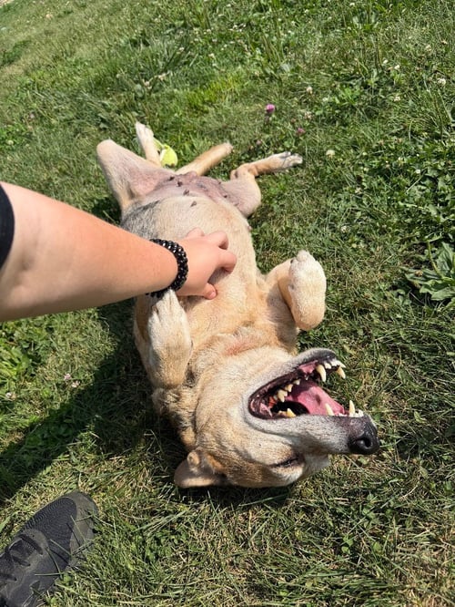 DAISY MAY - Australian Shepherd / Beagle available for adoption