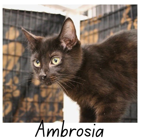 AMBROSIA - Domestic Short Hair available for adoption