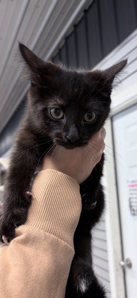 AMBROSIA - Domestic Short Hair available for adoption