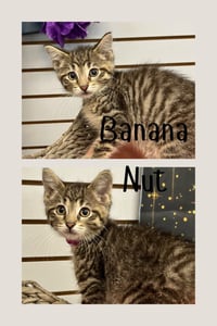 Banana Nut - Photo 1