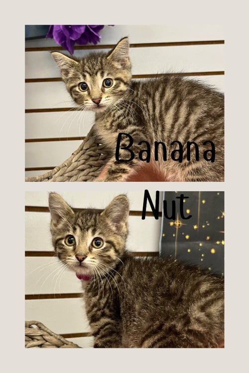 BANANA NUT - Domestic Short Hair for adoption in Fort Wayne