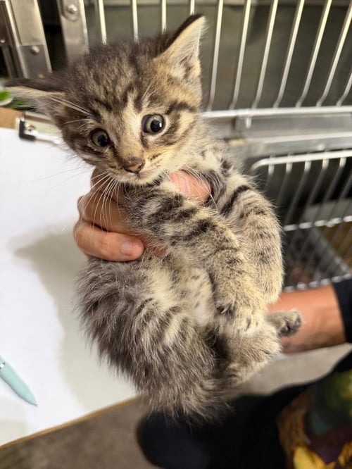 BANANA NUT - Domestic Short Hair available for adoption