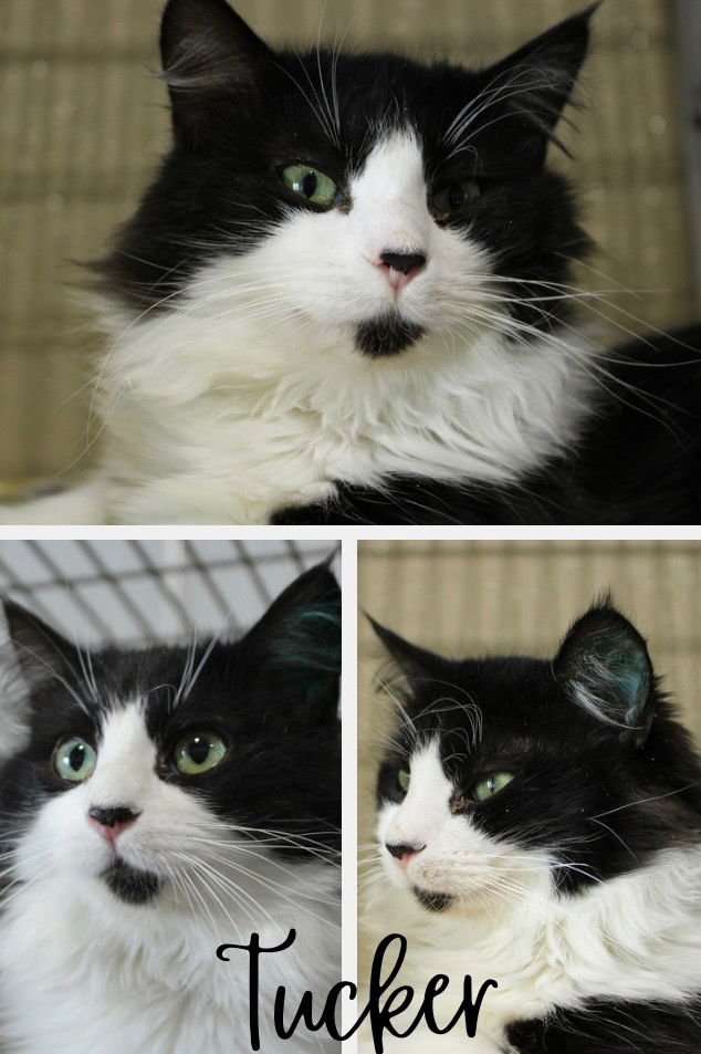 TUCKER - Domestic Medium Hair available for adoption