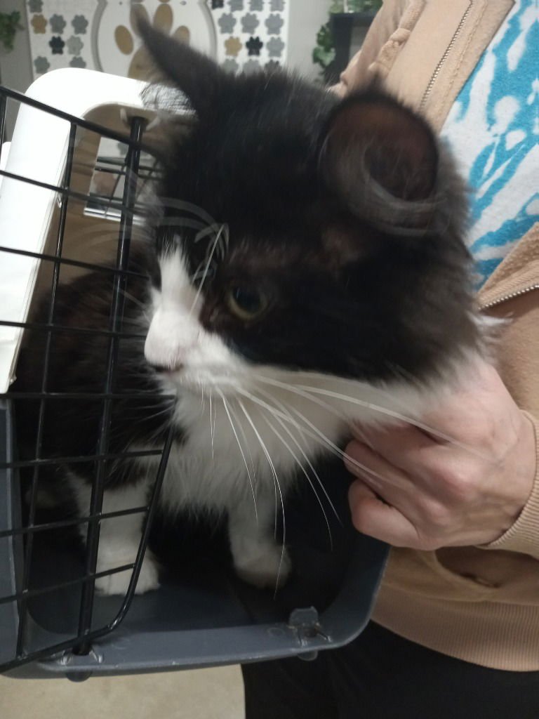 TUCKER - Domestic Medium Hair available for adoption