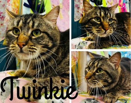 TWINKIE - Domestic Short Hair available for adoption