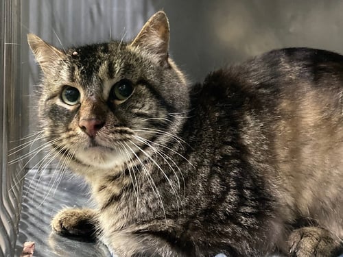 TWINKIE - Domestic Short Hair available for adoption