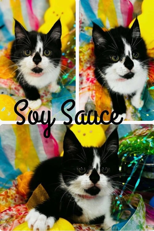 SOY SAUCE - Domestic Medium Hair available for adoption