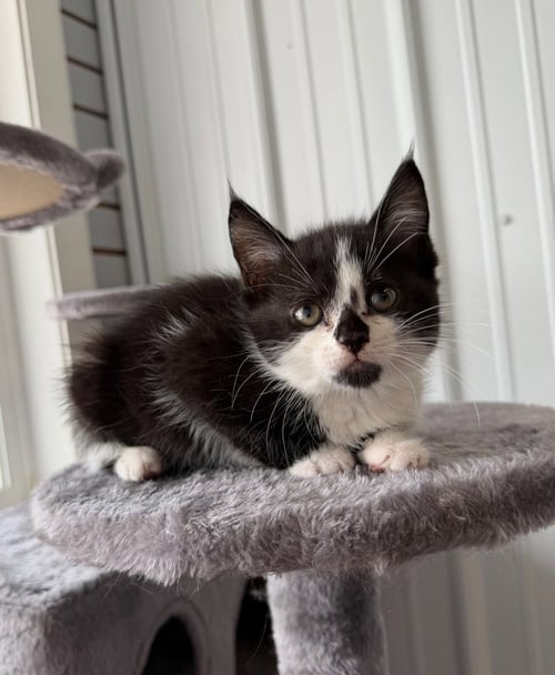 SOY SAUCE - Domestic Medium Hair available for adoption