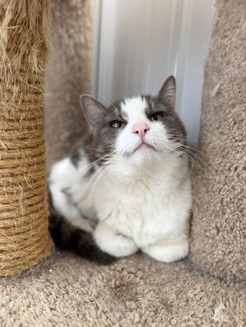 NATASHA - Domestic Short Hair available for adoption