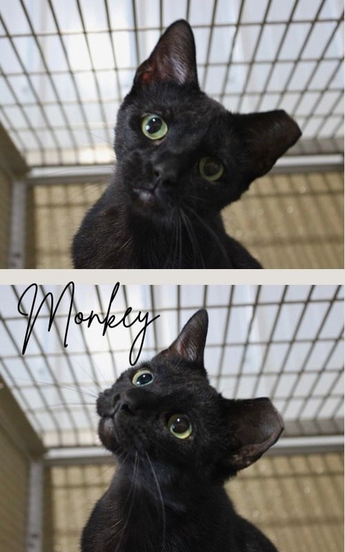 MONKEY - Domestic Short Hair available for adoption