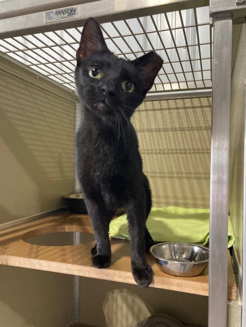 MONKEY - Domestic Short Hair available for adoption