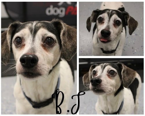 B.J - Beagle / Fox Terrier available for adoption