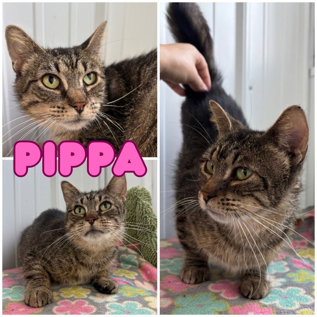 PIPPA - FEE WAIVED - Domestic Short Hair available for adoption