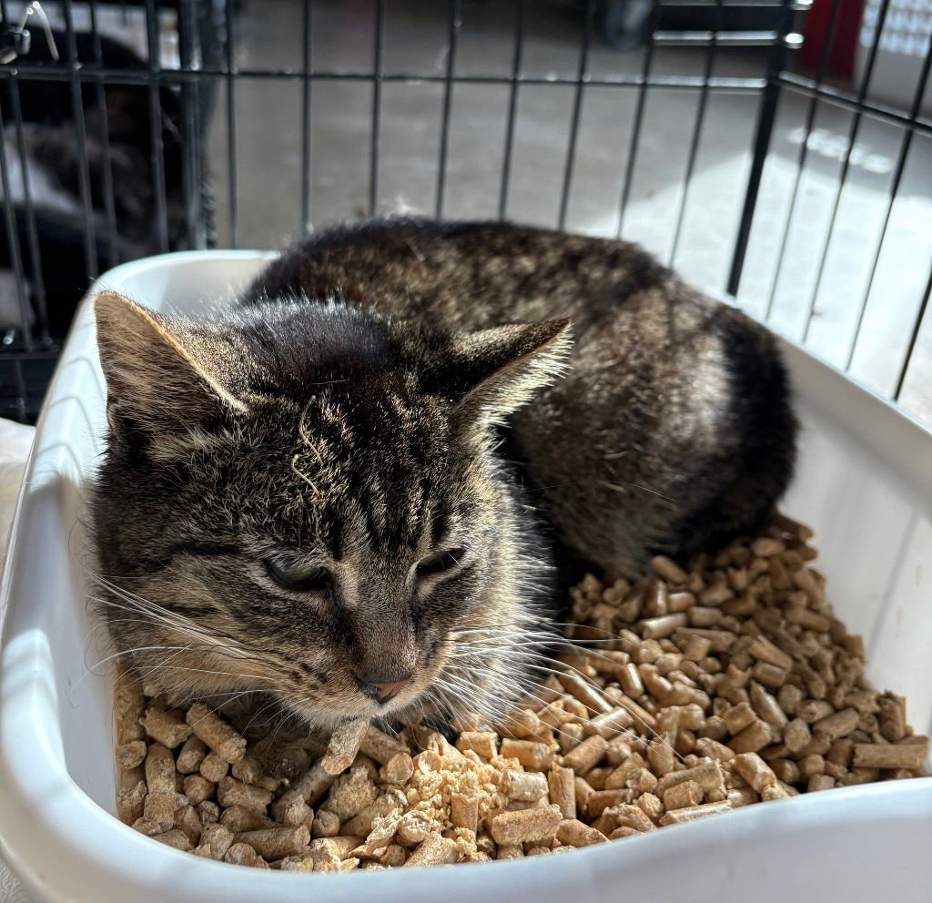 PIPPA - FEE WAIVED - Domestic Short Hair available for adoption