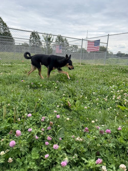 COREY - Australian Kelpie available for adoption
