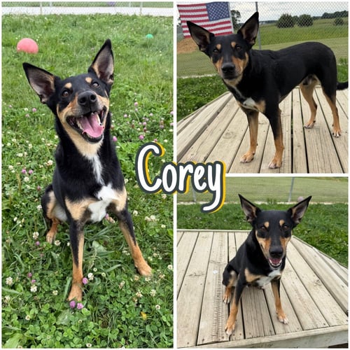 COREY - Australian Kelpie available for adoption