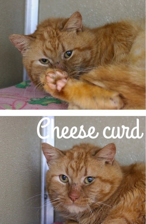 CHEESE CURD - Domestic Short Hair available for adoption