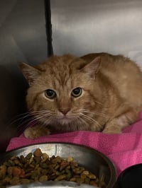 Cheese Curd - Photo 3