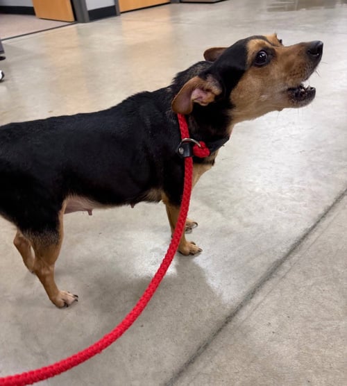 NENA - Chihuahua available for adoption