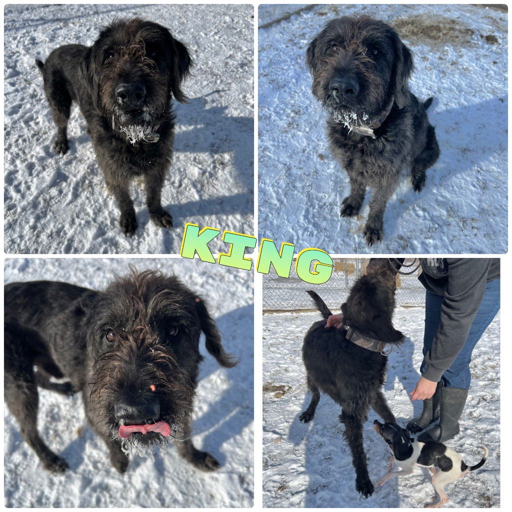 KING - Poodle (unknown type) / Labrador Retriever available for adoption