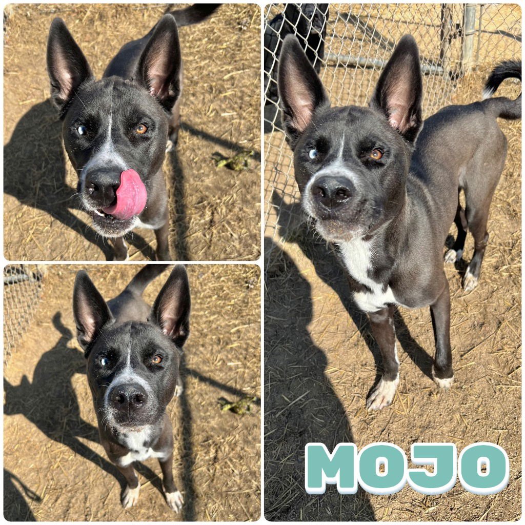 MOJO - FEE WAIVED - Husky / Shepherd available for adoption