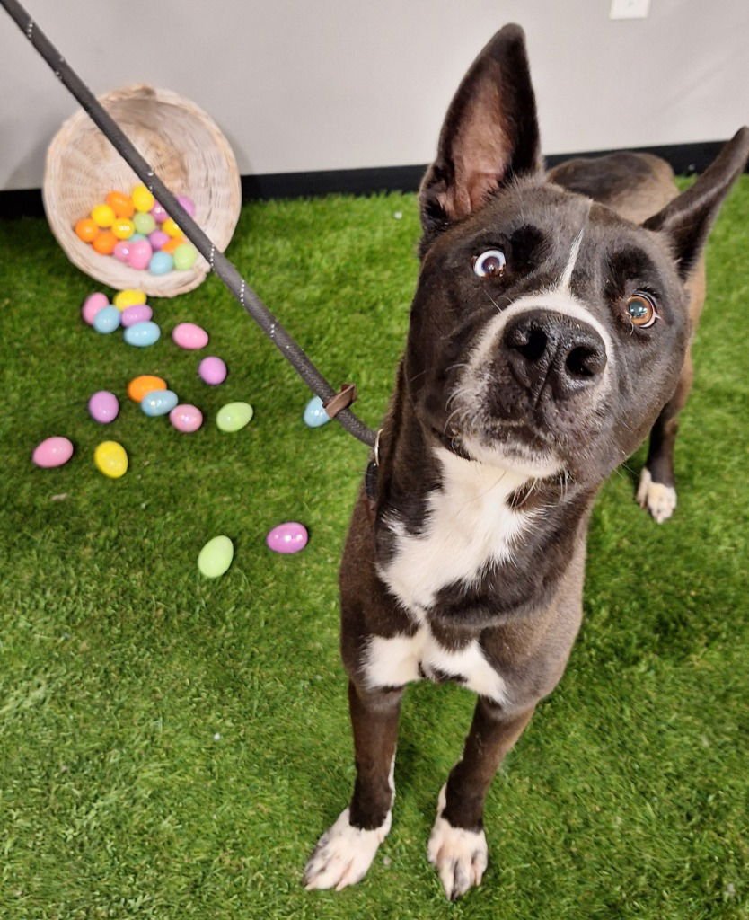 MOJO - FEE WAIVED - Husky / Shepherd available for adoption