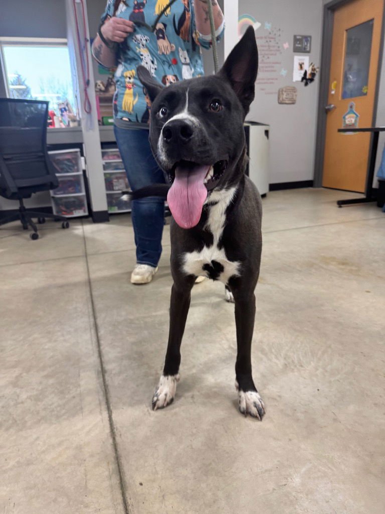 Mojo - Fee Waived - Photo 3