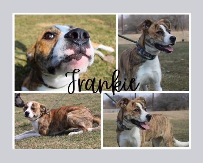 FRANKIE - American Staffordshire Terrier available for adoption