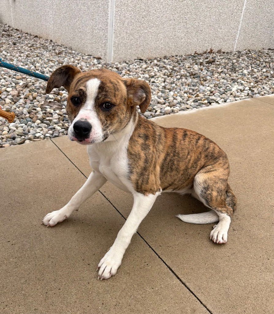 FRANKIE - American Staffordshire Terrier available for adoption