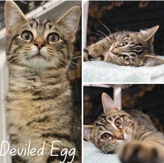 DEVILED EGG - Domestic Short Hair available for adoption