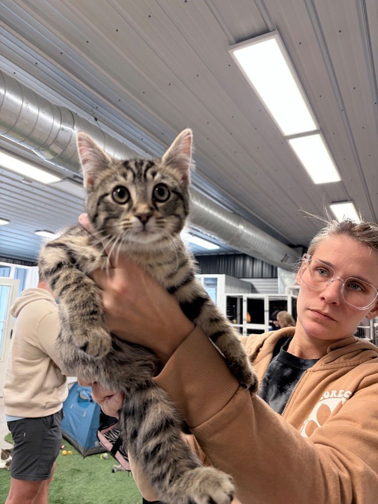 DEVILED EGG - Domestic Short Hair available for adoption