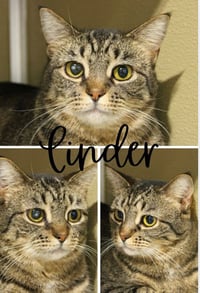 Cinder - WAIVED FEE- Long Term Resident - Photo 3