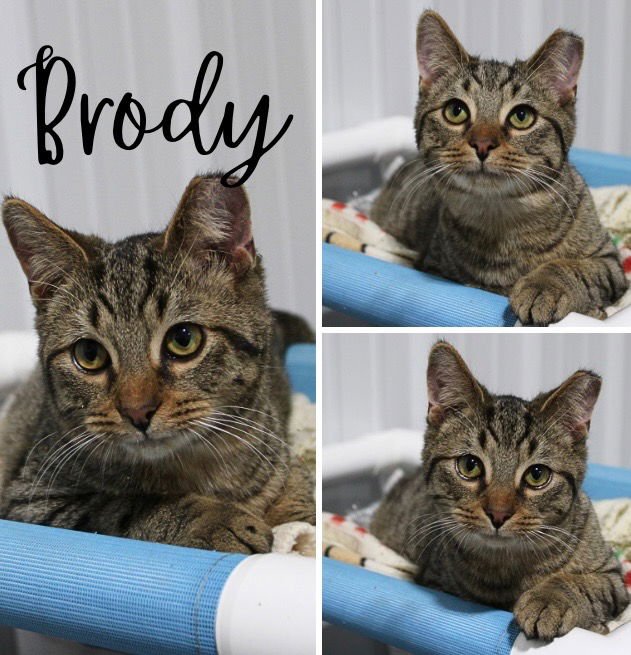 BRODY - Domestic Short Hair available for adoption