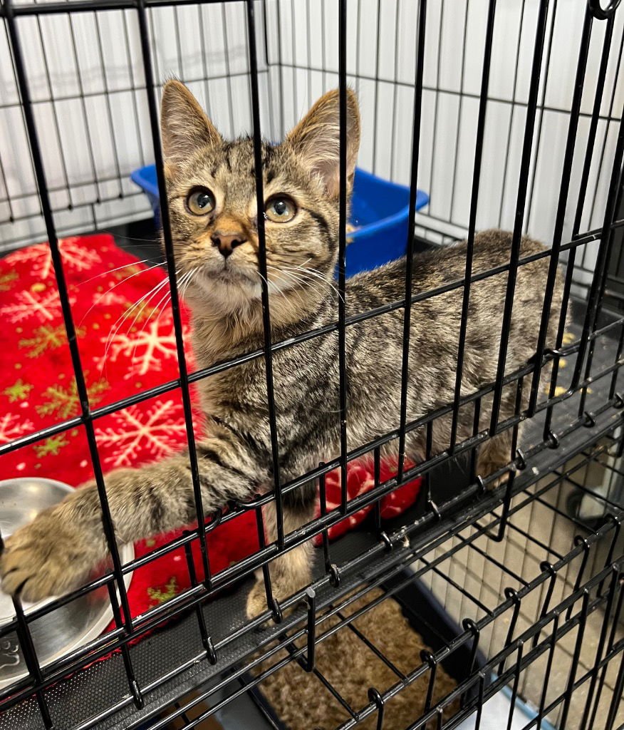 BRODY - Domestic Short Hair available for adoption