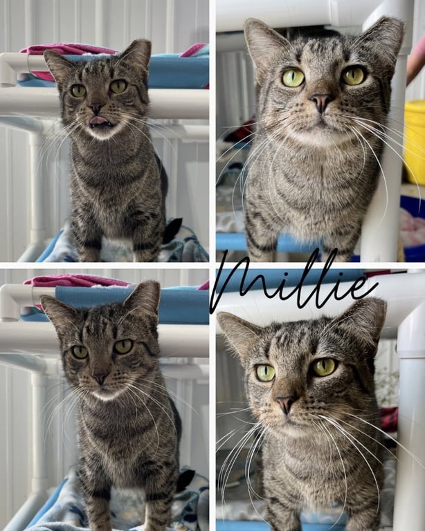 Millie- silo Image
