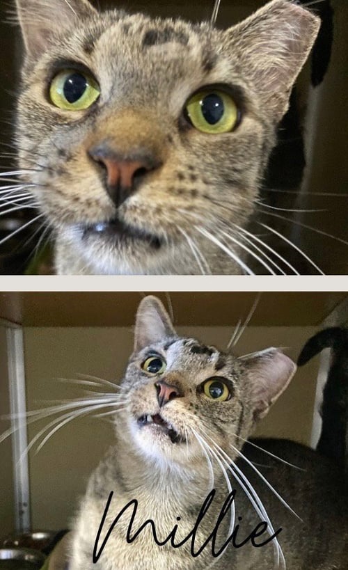 MILLIE- SILO - Domestic Short Hair available for adoption