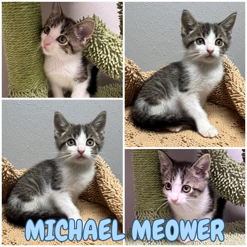 CUTIE (MICHAEL MEOWERS) - Domestic Short Hair available for adoption