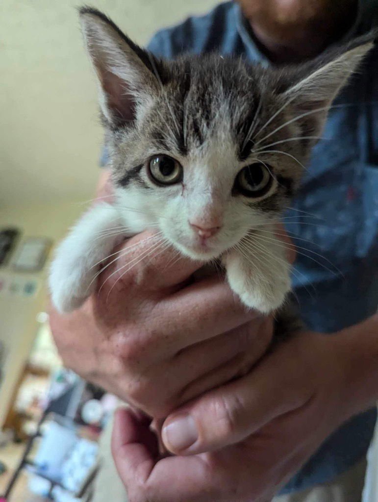 Cutie (Michael Meowers) - Photo 3