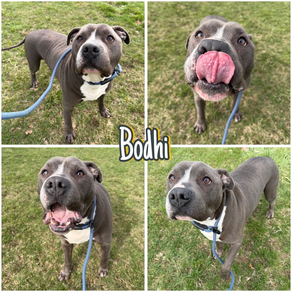 BODHI - American Staffordshire Terrier for adoption in Fort Wayne
