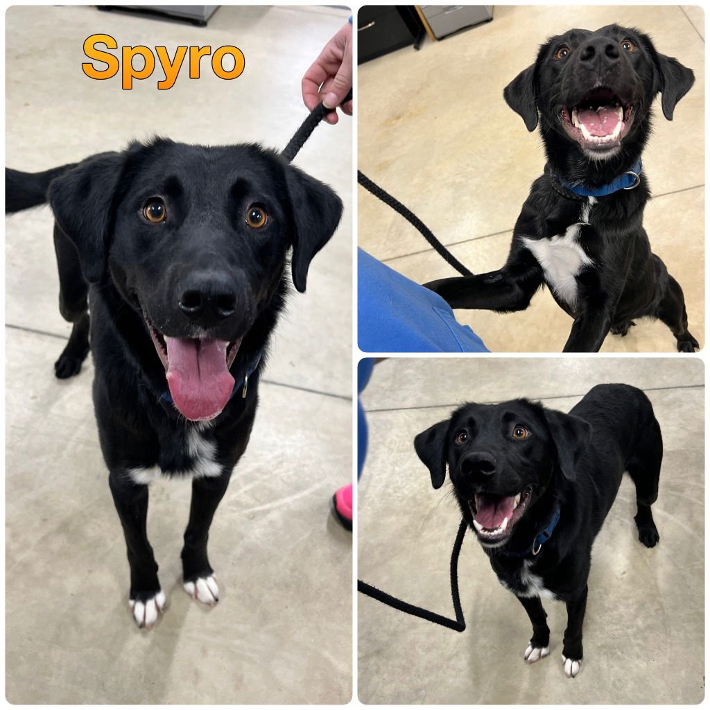 SPYRO - Border Collie / Labrador Retriever available for adoption
