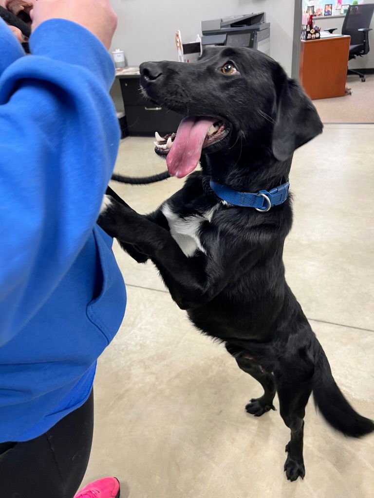 SPYRO - Border Collie / Labrador Retriever available for adoption