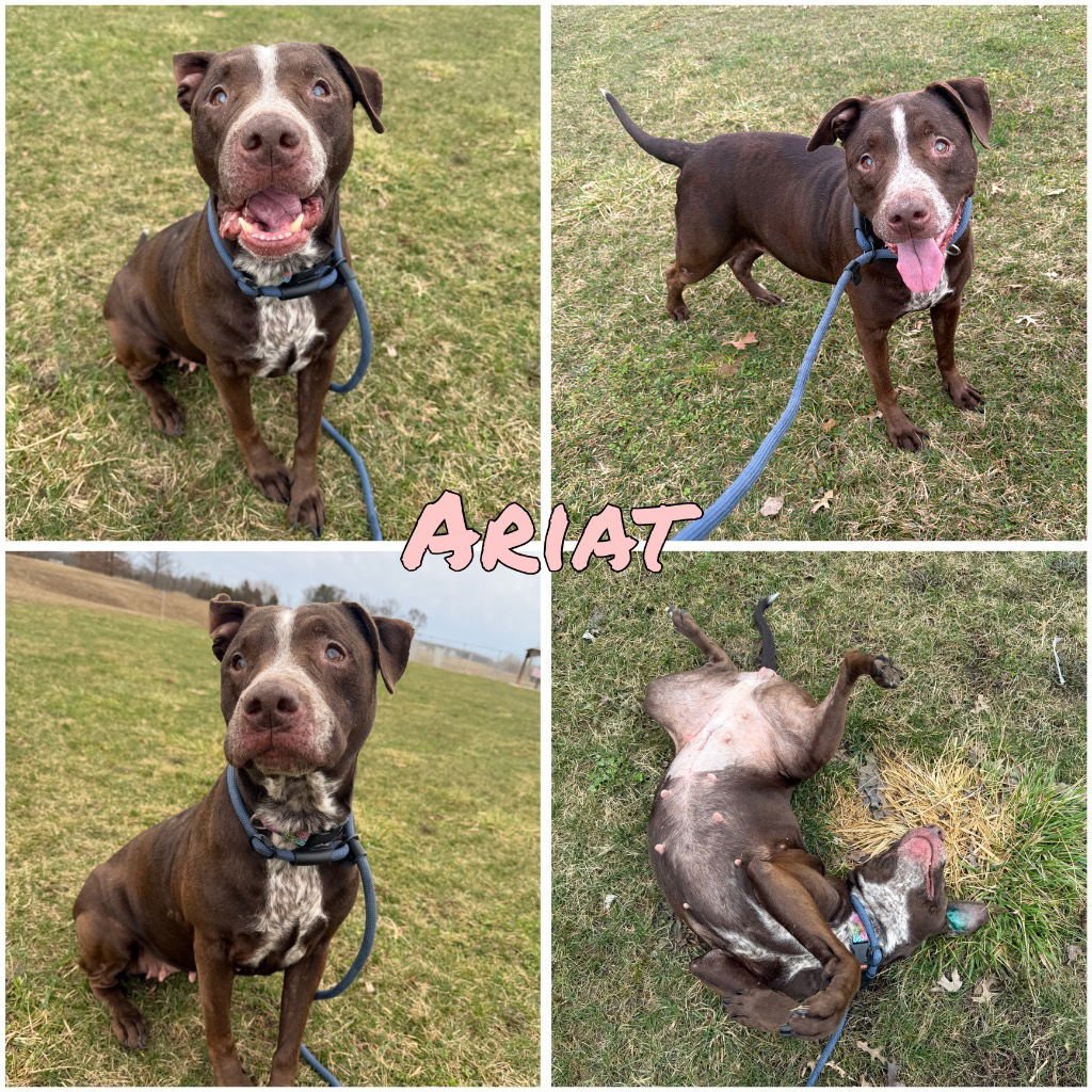 ARIAT - BLIND - American Staffordshire Terrier / Labrador Retriever for adoption in Fort Wayne